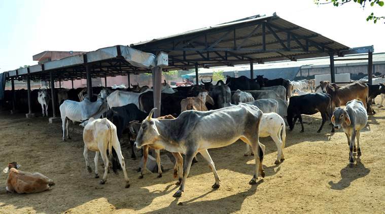 Lucknow, Lucknow news,cattle deaths, pesticide factory sealed, indian express