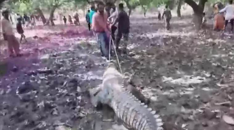Crocodile enters Gujarat temple, villagers oppose Forest department's rescue efforts