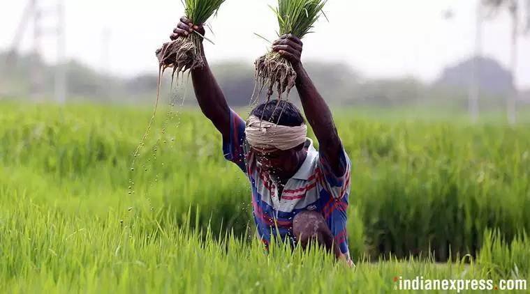 maharashtra, drought, drought in maharashtra, maharashtra govt, devendra fadnavis, pradhan mantri fasal bima yojana, maharashtra drought, crops, crop insurance, rabi crops, farmers, aurangabad, indian express news