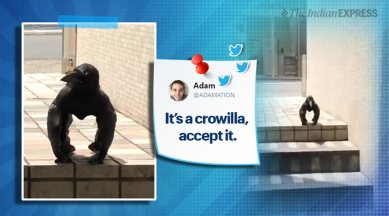 crow gorilla, crow or gorilla, viral video, crow viral video, bizarre video, raven bizarre crow video, bird video, trending, indian express, indian express news