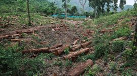 Chandigarh, Chandigarh news, Environment, Illegal tree felling,Tree felling in Chandigarh, Chandigarh tree felling, deforestation, Forest Conservation Act, National Green Tribunal, The Ministry of Environment and Forest, MoEF , Indian Express news, Latest news