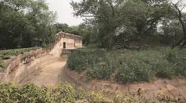 Four years after its last giraffe died, Delhi Zoo hopes to bring five more from Thailand