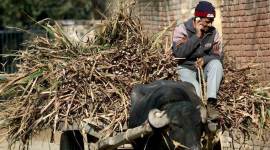 pune city news, pune villages, Grassroutes pune farmers, village empowerment pune, rural tourism, village tourism