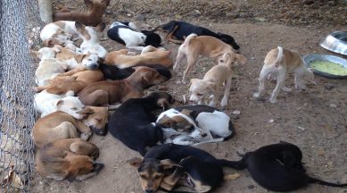 Chennai stray dogs, anti rabies drive, Chennai Corporation