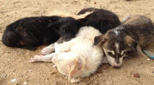stray dogs, chennai