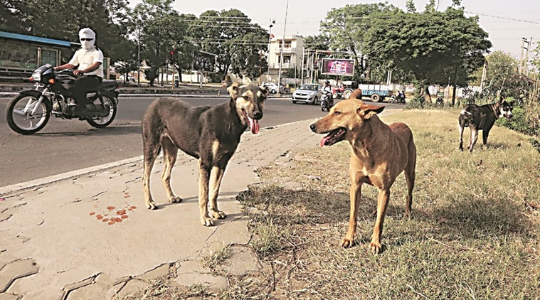 dogs, rabies, animal birth control, dog vaccination drive, who, indian express