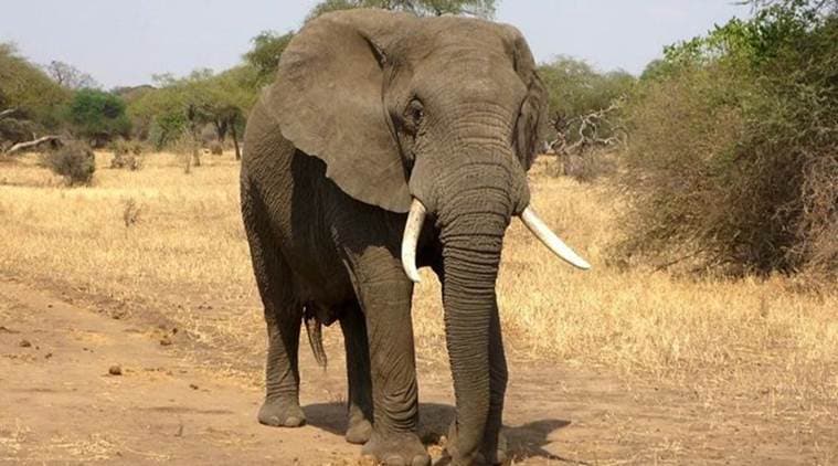 Odisha: Three elephants killed after being hit by truck