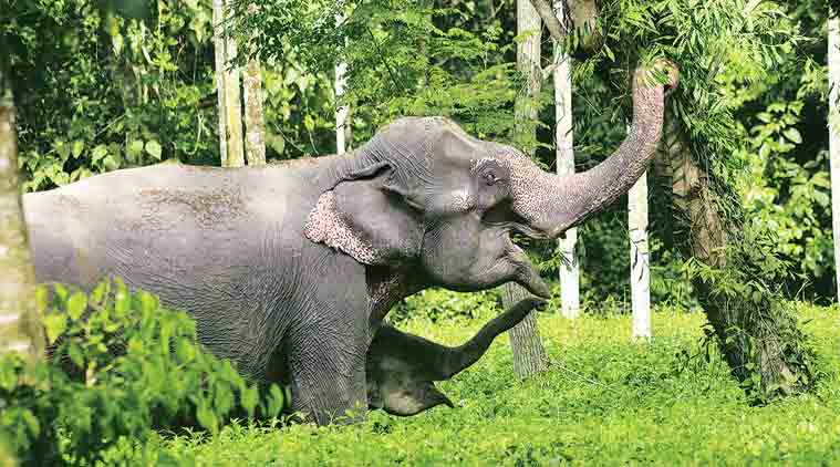 Assam, Assam elephants, Tinsukia, Jagannath temple, Rath yatra, Ahmedabad rath yatra, Indian Express
