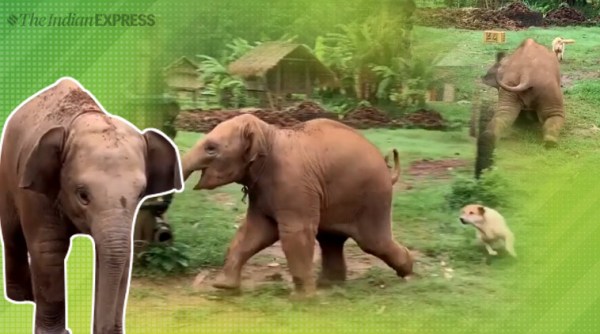 baby elephant, elephant dogs video, elephant dog playing video, elephant slip video, elephant chasing the dogs video,funny videos, indian express
