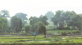 Crop Insurance: Time to reboot PM’s flagship scheme; let it be weather-based