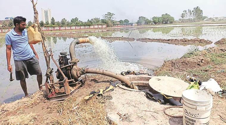 In Punjab’s Zirakpur, Farmers Use Sewerage Water To Irrigate Fields ...