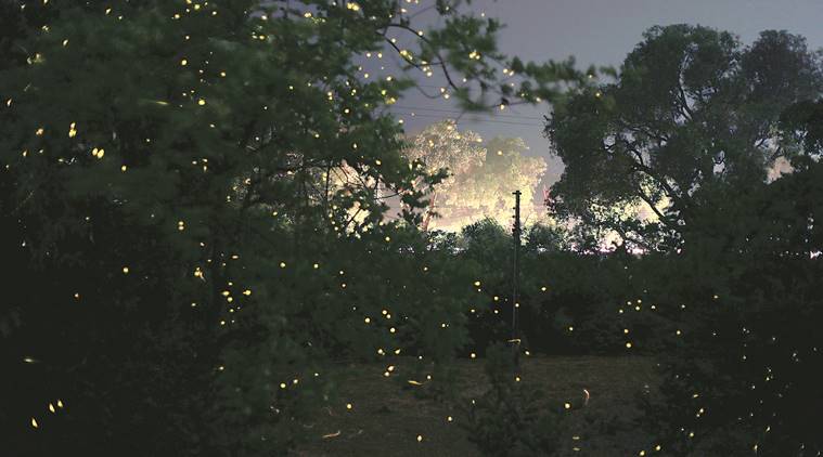 Mumbai, Mumbai News, fireflies, mumbai weather, Nature Information Centre, Sanjay gandhi park, India News, Indian Express