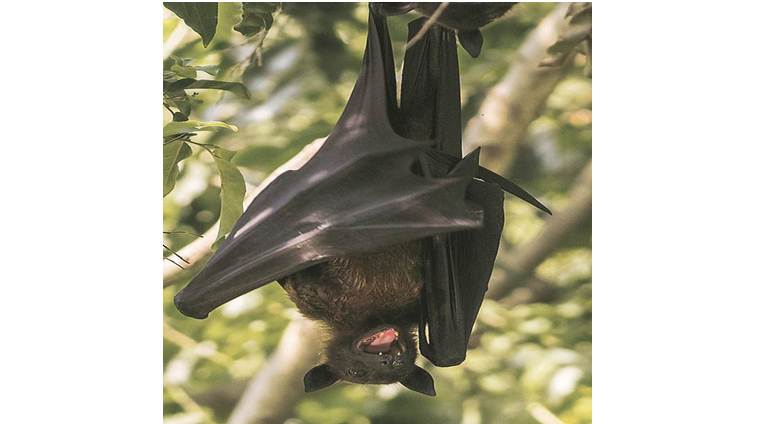 nipah virus, fruit bats, nipah virus bats, flying fox, nipah virus kerala