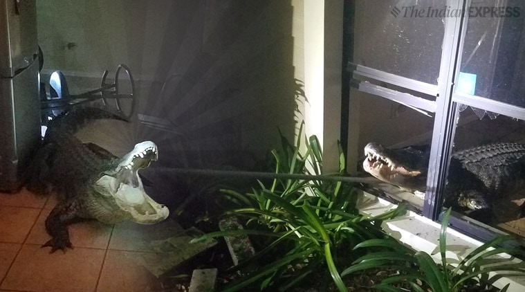 Alligator Breaks Through Florida Kitchen Window