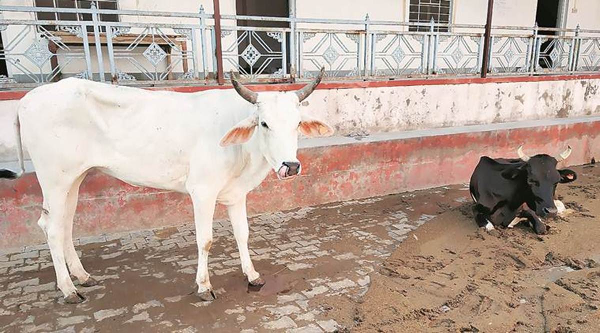 State Govt Allots Sukhdarshanpur Cowshed To Charitable Trust Cities News The Indian Express