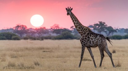 World Giraffe Day 2019: How a giraffe's kick can behead a lion and other  facts