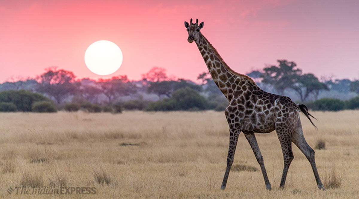 No Acacia at Kevadia zoo, but lone giraffe never misses favourite ...