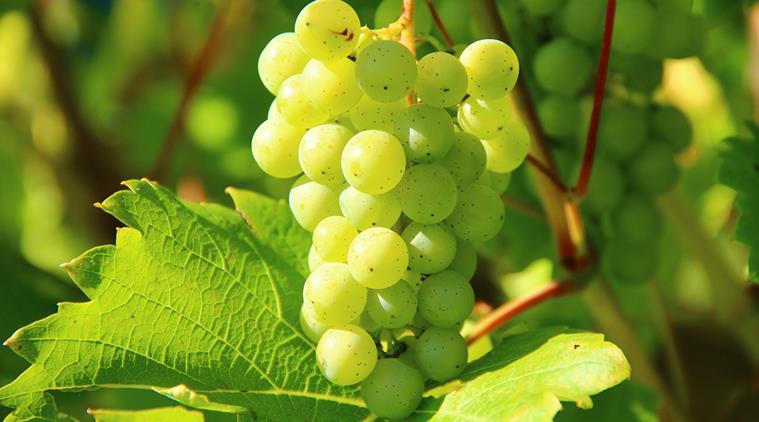 grapes, healthy liver, liver health, indian express, indian express news