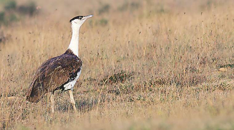 Great Indian Bustards, extinction, animal extinction, Conservationists, indian express, indian express news