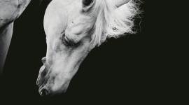 If horses had wishes...