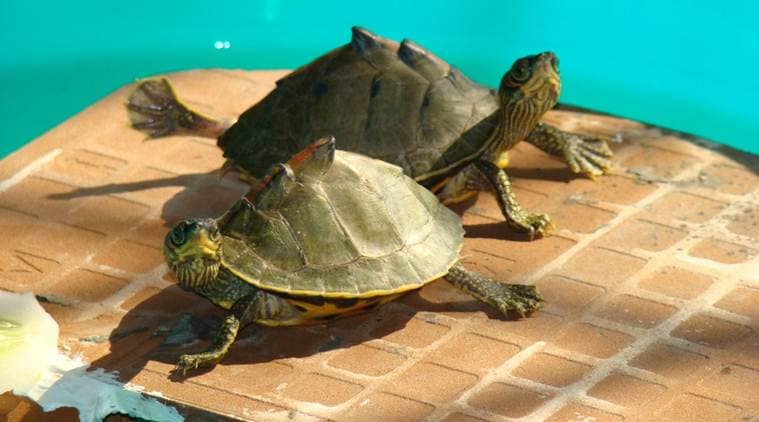 Mumbai: Man arrested with 20 rare turtles at Crawford Market | Mumbai ...