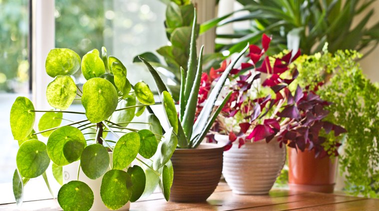 indoor plants, air pollution, world environment day, world environment day 2019, indian express