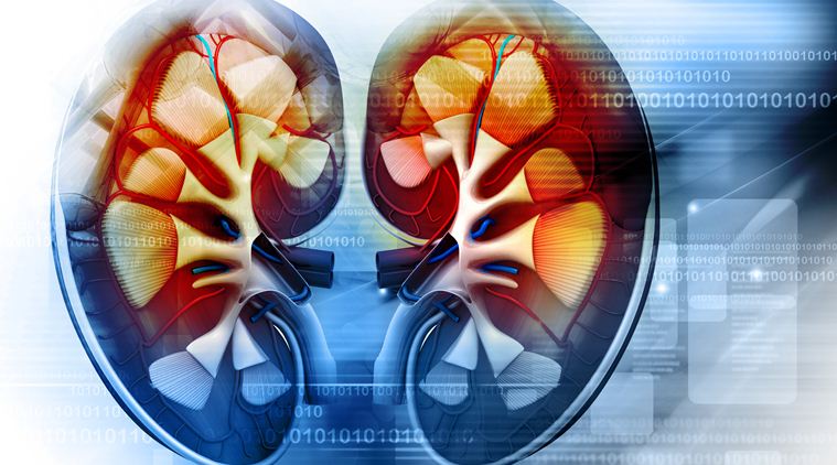 kidney, healthy kidneys, maintaining kidney health, indian express, indian express news