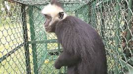 Kolkata: Three white-headed langurs, lion cub rescued; three held