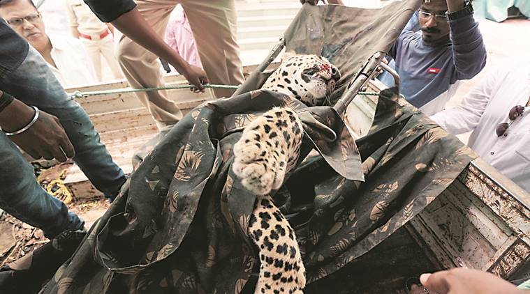 leopard dead, leopard dead in vadodara, leopard hit by car, wildlife, leopard rescue, leopard dead in gujarat, forest, forest officer, ahmedabad news, indian express news