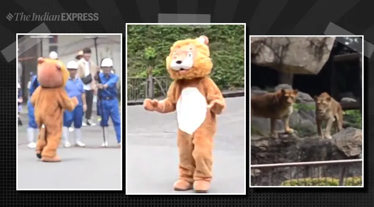 Lion drill, Japan zoo, Tobe Zoo, Ehime, zookeepers costume lion, lion costume drill, lion costume japan zoo, lion escape drill, lion escape drill japan, indian express