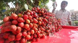 Bihar export products, Bihar litchi, Bihar fox nuts, Bihar makhana, bhagalpuri silk, Bihar news, indian express