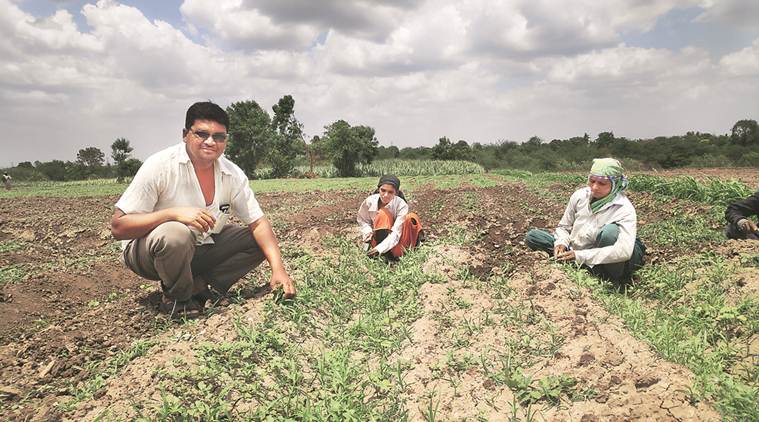 Maharashtra farmers, GM crop technology, cost of weeding, ahmadnagar farmers, Maharashtra government, cotton, agriculture news, Echinochloa, manual weeding, India news, Indian express