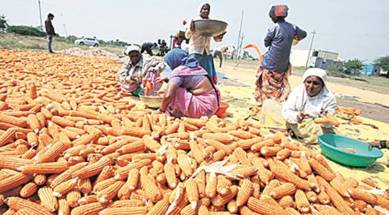 aurangabad news, Maize farmers, maize crop prices, kharif crops, NCP MLA, Dipika Chavan, maharashtra Chief Minister, Devendra Fadnavis, maharashtra news, pune news, indian express