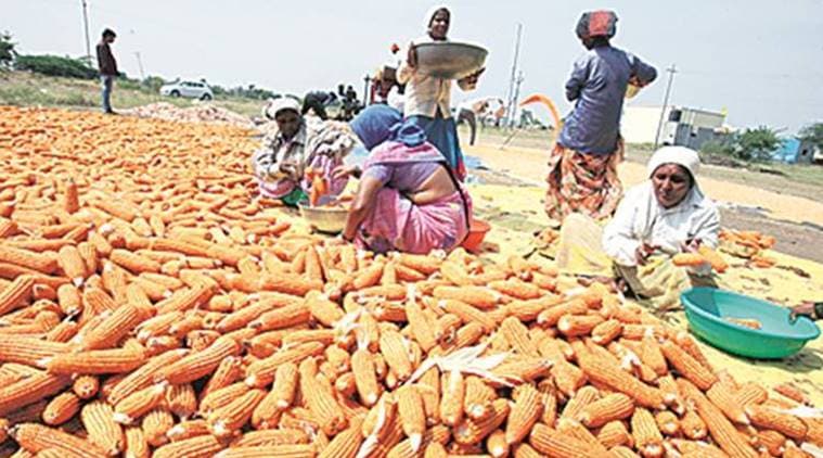 maharashtra, agriculture, farmers, maize farmers, farmers, maize crop, kharif season, pests, crop damage, jowar, pune news, indian express news