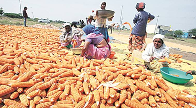 Haryana government, haryana farmers, maize crop, Maize farmers, Manohar Lal Khattar, farmer crisis, Haryana elections, paddy crop, Indian express