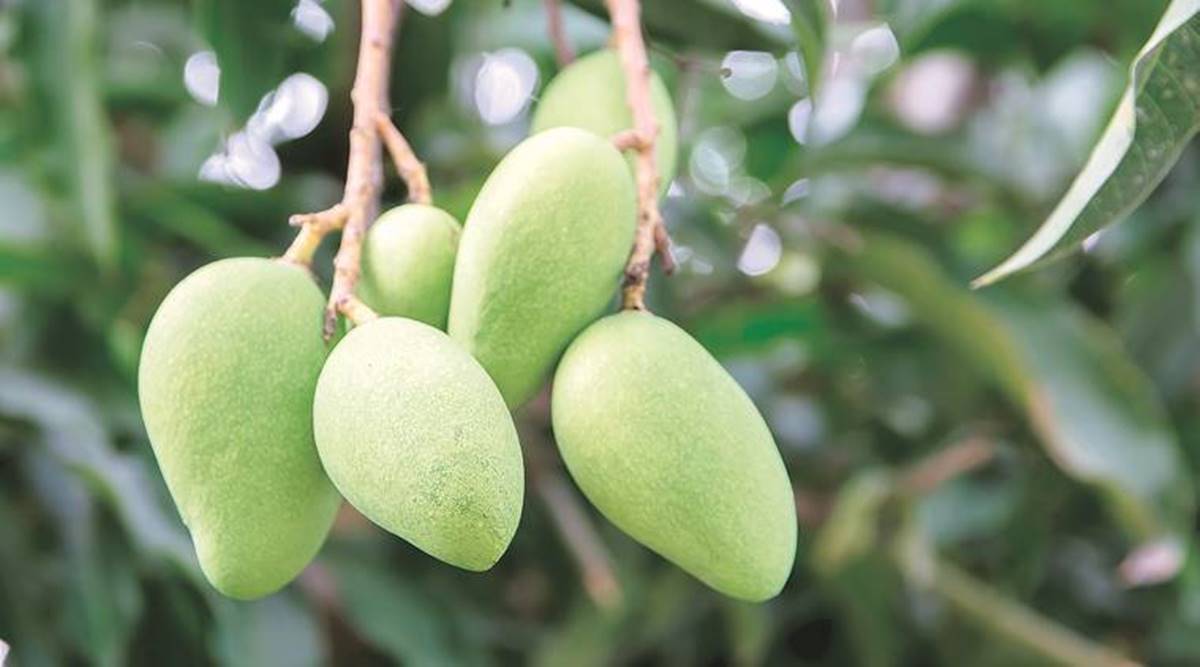 The Tart Delight Of Summers The Remarkable Versatility Of Raw Mango Eye News The Indian Express