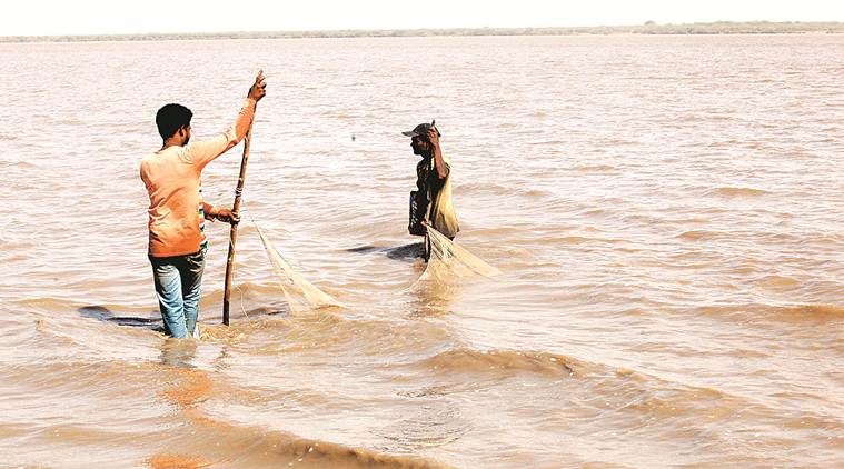 Narmada, Narmada water level, Hilsa fish Narmada, Bhadbhut village, Sardar Sarovar dam, Naramada downstream, Narmada Water Disputes Tribuna, Gujarat news