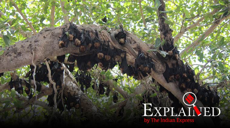 Explained: Nipah makes a comeback in Kerala; all you need to know