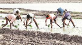 punjab paddy crop, punjab paddy field, punjab paddy farm, paddy crop punjab, punjab news,