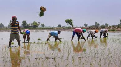 Why Haryana farmers not ready to leave paddy cultivation