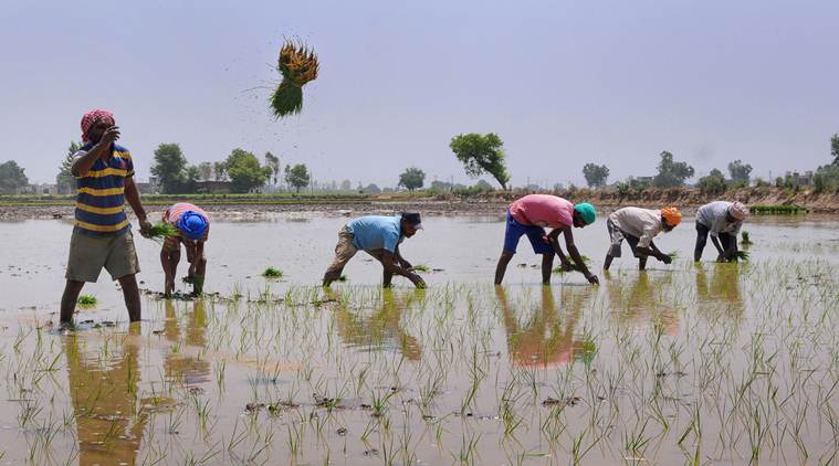 Explained: Is paddy cultivation sucking Haryana’s water table dry?