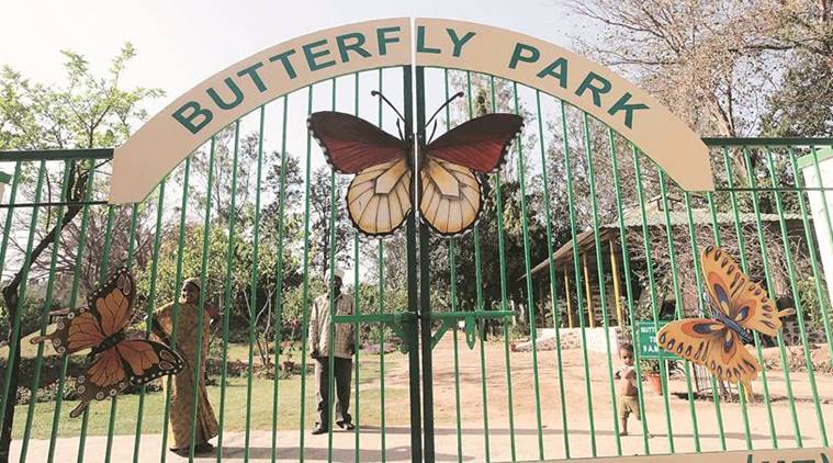Chandigarh’s butterfly park: A dash of vibrance