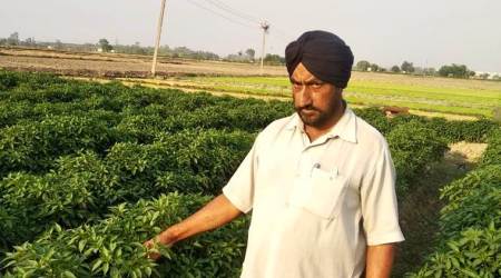 Punjab farmers slowly turn to treated wastewater for irrigation