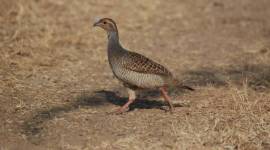 World Cup 1983, Kapil Dev, indianexpress.com, indianexpress, indianexpress Eye stories, Sunday EYE indianexpress, Ranjit Lal indian express, Himalayan bird, himalayan birds, francolin bird,