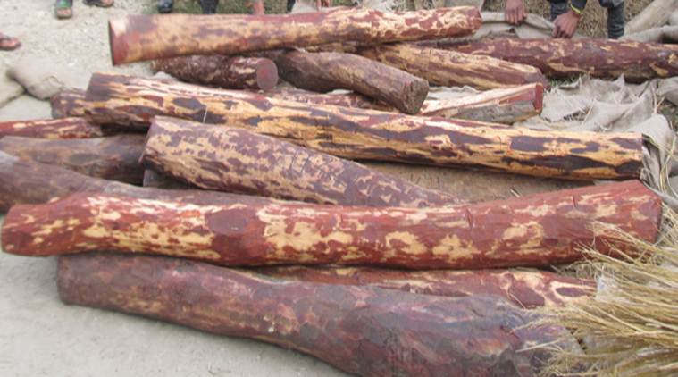 Mumbai: Red sandalwood worth Rs 7.5 crore seized, three held
