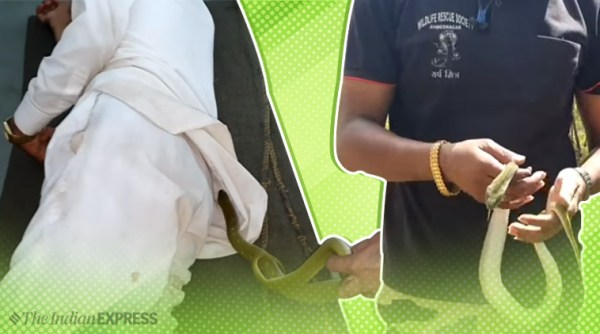 snake, snake videos, snake in man's shirt, man sleep with snake, snake found beside sleeping man, ahmednagar hospital snake inside man shirt, viral videos, indian express