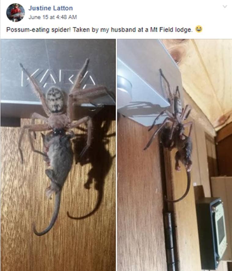 ‘Nightmare’ say netizens as picture of huntsman spider feeding on