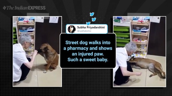 Istanbul, street dog, injured street dog, street dog in pharmacy, injured paw street dog, seeking help street dog, Banu Cengiz pharmacy, Banu Cengiz street dog, helping street dog, Indian express