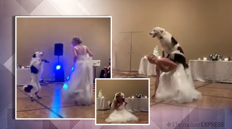 Bride and dog store dance