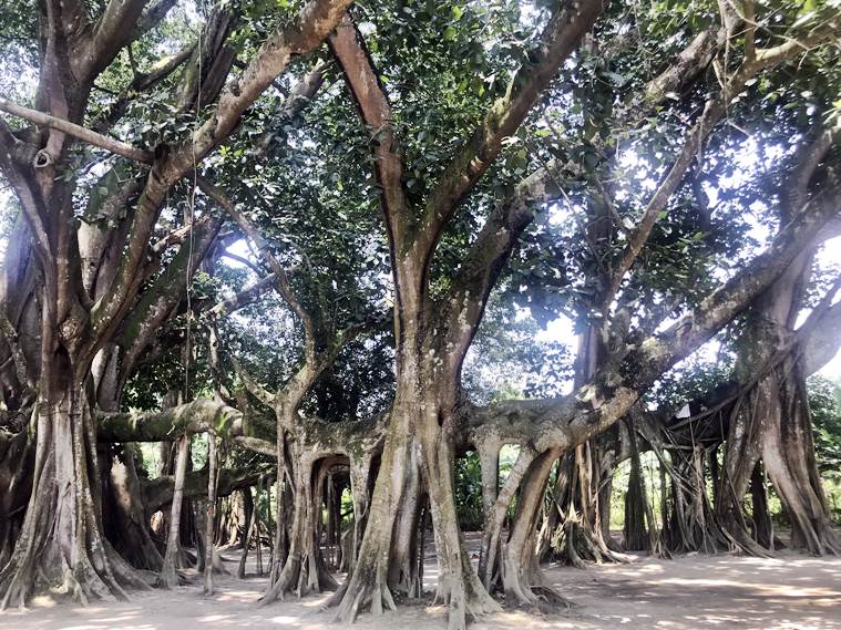 Why a 207-year-old banyan tree in Assam has a birthday party every year ...